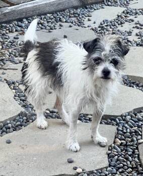 Dexter -  Wirehaired Terrier Dog for Adoption in Los Angeles, California - Dexter | PetCurious