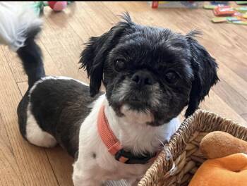 Shih Tzu and Pekingese Dogs Available for Adoption in Union Grove, Wisconsin - Mishel | PetCurious