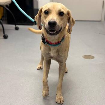 Harry -  Mixed Breed Dog for Adoption in Sarasota, Florida - Harry | PetCurious