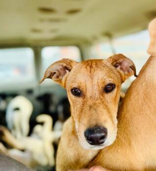 Pirate Ezra -  Mixed Breed Dog Available for Adoption in Wilsall, Montana - Pirate Ezra | PetCurious