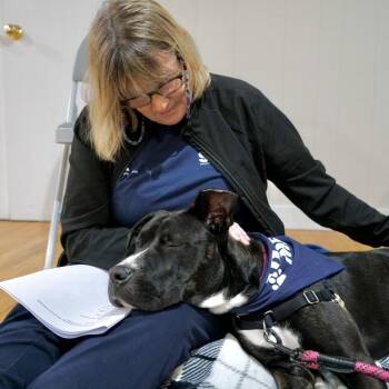 Tessa -  Mixed Breed Dog for Adoption in Hampton Bays, New York - Tessa | PetCurious