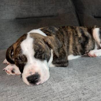 Bisco -  Mixed Breed Dog for Adoption in Freeport, Florida - Bisco | PetCurious