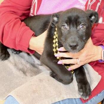 Labrador Retriever Dogs Available for Adoption in Birmingham, Alabama - Baker | PetCurious