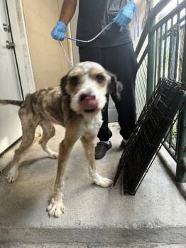 Kazooie -  Labradoodle Dog for Adoption in Marietta, Georgia - Kazooie | PetCurious