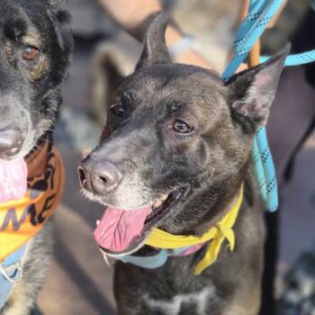 Dakota -  German Shepherd Dog and Mixed Breed Dog for Adoption in Las Vegas, Nevada - Dakota | PetCurious