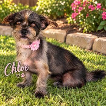 CHLOE GS -  Wirehaired Dachshund Dog for Adoption in Lucas, Texas - CHLOE GS | PetCurious