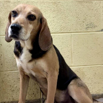 Rescue Mixed Breed Dogs for Adoption in New York, New York - Fred | PetCurious