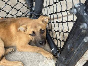 German Shepherd Dog and Mixed Breed Dogs Available for Adoption in Tulsa, Oklahoma - PUMA | PetCurious