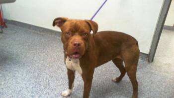 Pit Bull Terrier Dogs Available for Adoption in Charlotte, North Carolina - CHAI | PetCurious