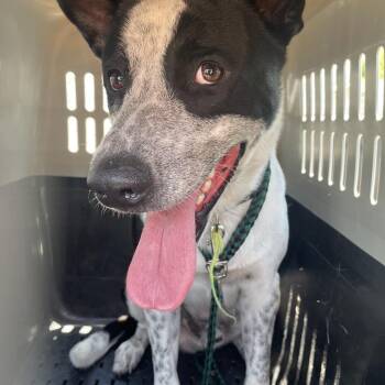 Marvel -  Australian Cattle Dog Blue Heeler and Mixed Breed Dog for Adoption in Lake Jackson, Texas - Marvel | PetCurious