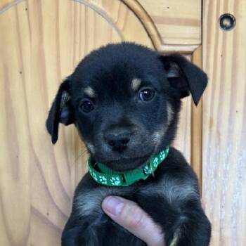 Chihuahua and Terrier Dogs Available for Adoption in Phoenix, Arizona - Chance | PetCurious