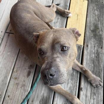 Mixed Breed Dogs Available for Adoption in Huntington, West Virginia - Supernova Stray Hold 6/1 | PetCurious