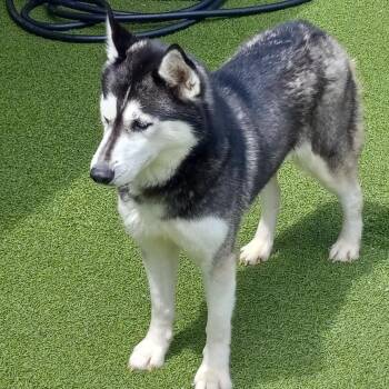 Husky Dogs Available for Adoption - Mishka 1049 | PetCurious