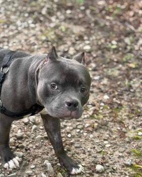Rescue Pit Bull Terrier Dogs for Adoption in Greenwood, Indiana - Hoover (Henry) | PetCurious