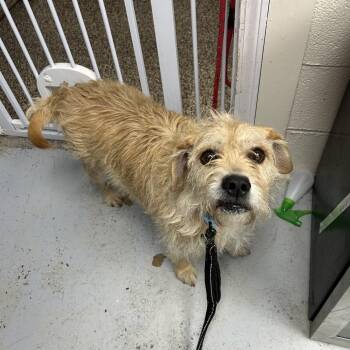 Hunnie -  Wirehaired Terrier and Mixed Breed Dog for Adoption in Uniontown, Pennsylvania - Hunnie | PetCurious