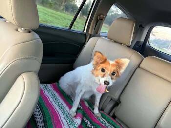 Candi -  Pomeranian Dog for Adoption in Aurora, Indiana - Candi | PetCurious