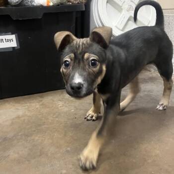 Shepherd Dogs Available for Adoption - Bronze | PetCurious