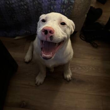 Casper -  Pit Bull Terrier Dog for Adoption in Wake Forest, North Carolina - Casper | PetCurious