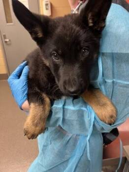 Mixed Breed Dogs Available for Adoption in Wichita, Kansas - Void Chicken | PetCurious