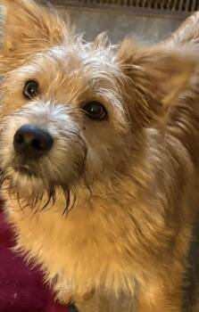 West Highland White Terrier Westie and Australian Cattle Dog Blue Heeler Dogs Available for Adoption - Jasper | PetCurious