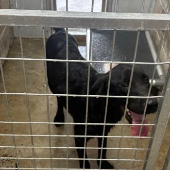 Burt -  Black Labrador Retriever Dog for Adoption in Brookfield, Missouri - Burt | PetCurious