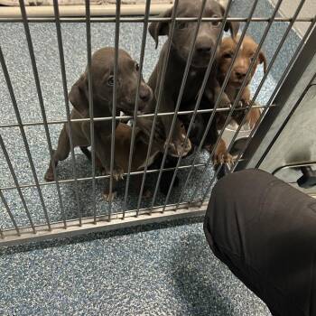 Rembrandt -  Pit Bull Terrier and Labrador Retriever Dog for Adoption in Greensboro, North Carolina - Rembrandt | PetCurious