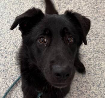 Labrador Retriever and Shepherd Dogs Available for Adoption - Nellie | PetCurious