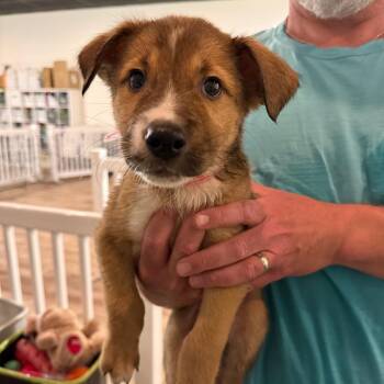 Mixed Breed Dogs Available for Adoption in Parker, Colorado - 449 (2026) Dunkin | PetCurious