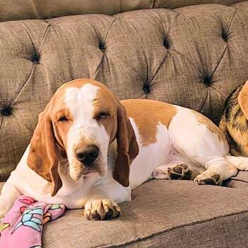 Headband (Benefactor Dog, Bonded to Nicks) -  Basset Hound Dog for Adoption in New Orleans, Louisiana - Headband (Benefactor Dog, Bonded To Nicks) | PetCurious