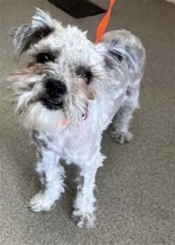 DANDELION -  Shih Tzu and Mixed Breed Dog for Adoption in San Bernardino, California - DANDELION | PetCurious