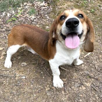 Beagle and Basset Hound Dogs Available for Adoption in Latrobe, Pennsylvania - Harold | PetCurious
