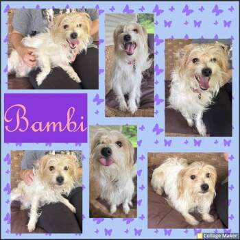 Bambi -  Mixed Breed Dog for Adoption in Clearfield, Pennsylvania - Bambi | PetCurious