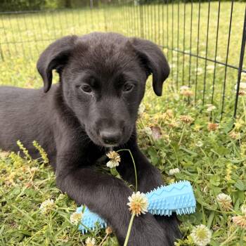 Australian Cattle Dog Blue Heeler and Labrador Retriever Dogs Available for Adoption - Lorelai  | PetCurious