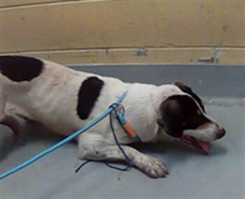 BIGFOOT -  Border Collie and Mixed Breed Dog for Adoption in Tulsa, Oklahoma - BIGFOOT | PetCurious