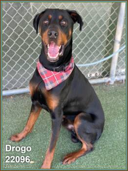 DROGO -  Doberman Pinscher Dog for Adoption in Marietta, Georgia - DROGO | PetCurious