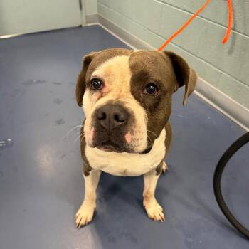 Saturday -  Mixed Breed Dog for Adoption in Greensboro, North Carolina - Saturday | PetCurious