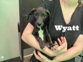 Wyatt -  Labrador Retriever and Beagle Dog for Adoption in Morton Grove, Illinois - Wyatt | PetCurious