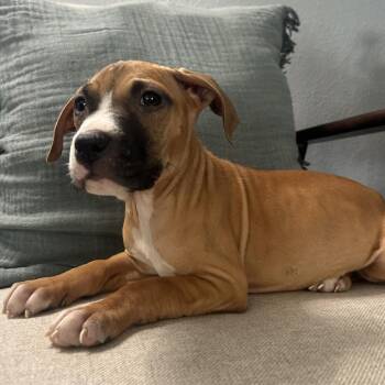 Syrup -  Boxer and Mixed Breed Dog Available for Adoption in Las Vegas, Nevada - Syrup | PetCurious