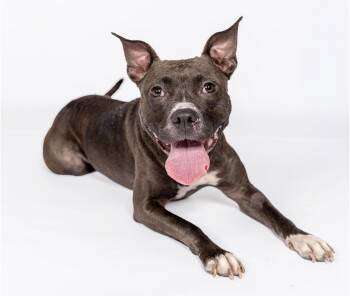 Hazel -  American Bully Dog for Adoption in Mooresville, North Carolina - Hazel | PetCurious