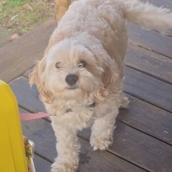Benji -  Airedale Terrier and Poodle Dog for Adoption in Cartersville, Georgia - Benji | PetCurious