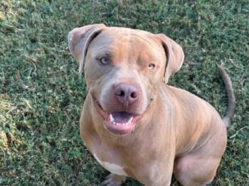 JO-JO -  Pit Bull Terrier and Mixed Breed Dog for Adoption in Tulsa, Oklahoma - JO-JO | PetCurious