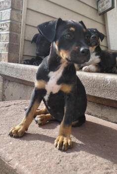 Mixed Breed Dogs Available for Adoption in Sun Prairie, Wisconsin - Messy Tessie | PetCurious