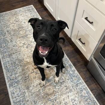 Rescue Pit Bull Terrier and Black Labrador Retriever Dogs for Adoption in Roswell, Georgia - Vixen | PetCurious
