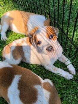 CORAL -  Hound and Mixed Breed Dog for Adoption in Leesburg, Virginia - CORAL | PetCurious