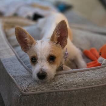 Daphne -  Terrier Dog for Adoption in Raleigh, North Carolina - Daphne | PetCurious