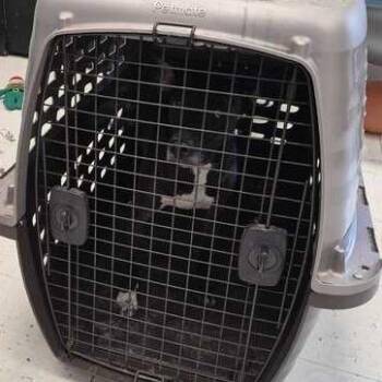 Mixed Breed Dogs Available for Adoption in Davenport, Iowa - Daredevil | PetCurious