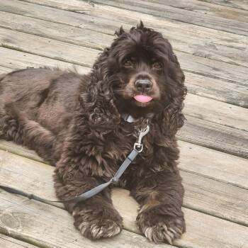 Bella -  Cocker Spaniel Dog for Adoption in Cincinnati, Ohio - Bella | PetCurious