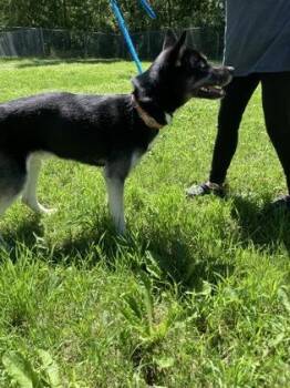 Zeus -  Siberian Husky and Mixed Breed Dog for Adoption in Fergus Falls, Minnesota - Zeus | PetCurious