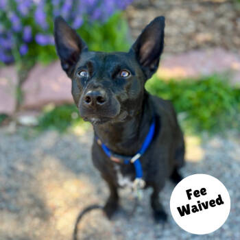 Rescue Border Collie and Dachshund Dogs for Adoption in Glenwood Springs, Colorado - Lightning | PetCurious