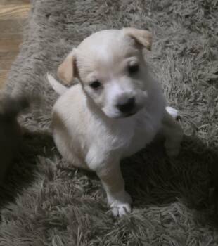 Chihuahua and Corgi Dogs Available for Adoption - Fig | PetCurious